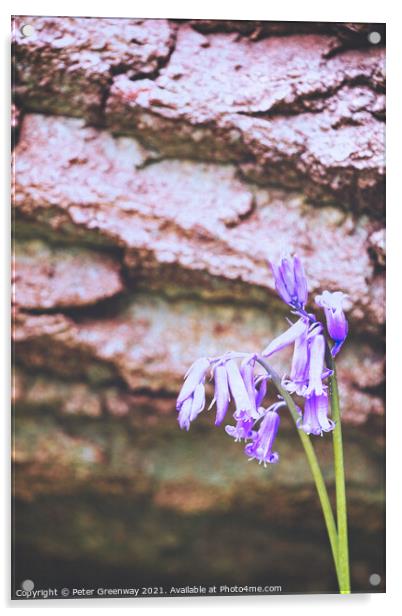 English Spring Bluebells At Vincent's Wood, Freeland, Oxfordshir Acrylic by Peter Greenway