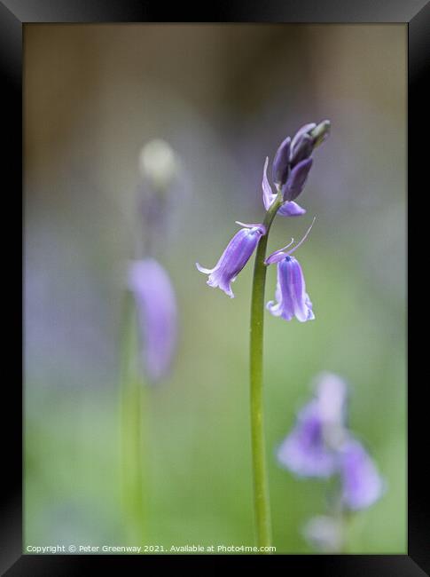English Spring Bluebells At Vincent's Wood, Freeland, Oxfordshir Framed Print by Peter Greenway