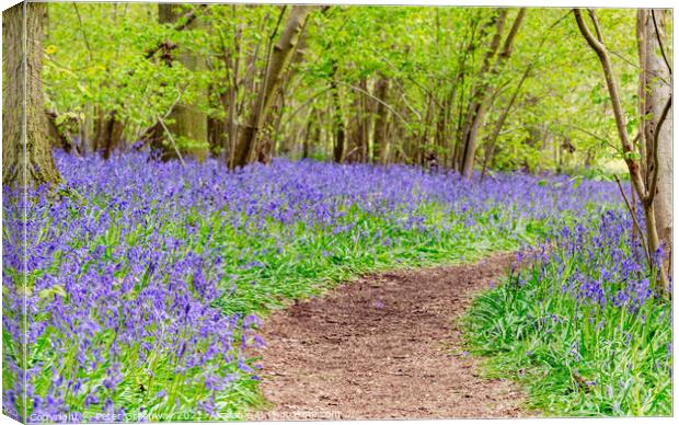 A Winding Path Through St Vincents Bluebell Wood In Freeland, Oxfordshire Canvas Print by Peter Greenway