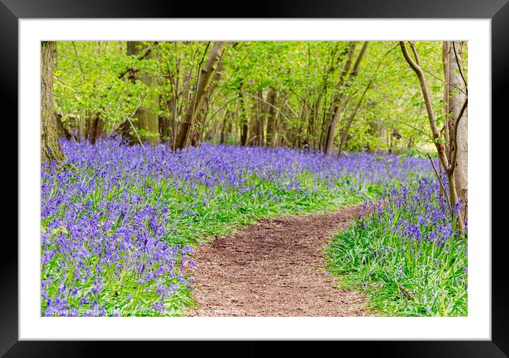 A Winding Path Through St Vincents Bluebell Wood In Freeland, Oxfordshire Framed Mounted Print by Peter Greenway