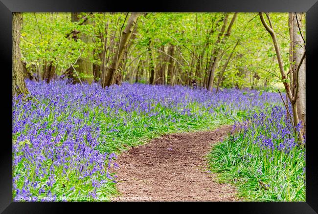 A Winding Path Through St Vincents Bluebell Wood In Freeland, Oxfordshire Framed Print by Peter Greenway
