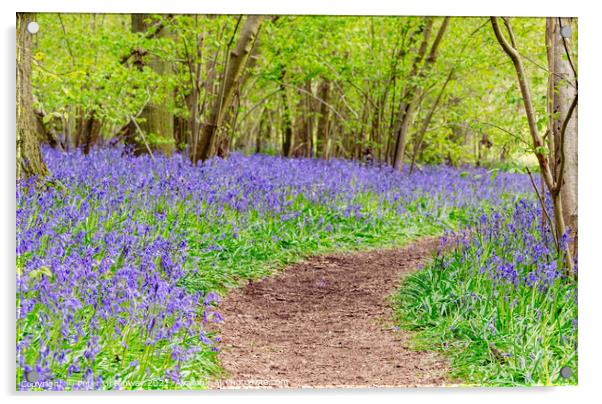 A Winding Path Through St Vincents Bluebell Wood In Freeland, Oxfordshire Acrylic by Peter Greenway