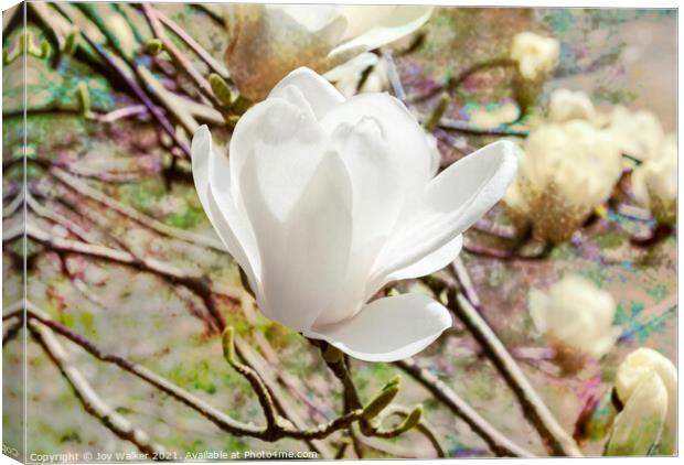 Magnolia Denudata Canvas Print by Joy Walker