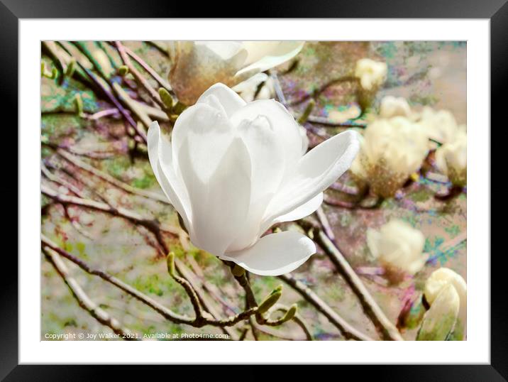 Magnolia Denudata Framed Mounted Print by Joy Walker