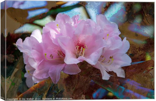 Rhododendron Yakushimanum Canvas Print by Joy Walker