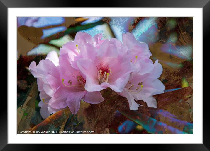 Rhododendron Yakushimanum Framed Mounted Print by Joy Walker