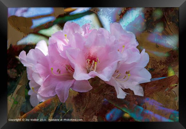 Rhododendron Yakushimanum Framed Print by Joy Walker