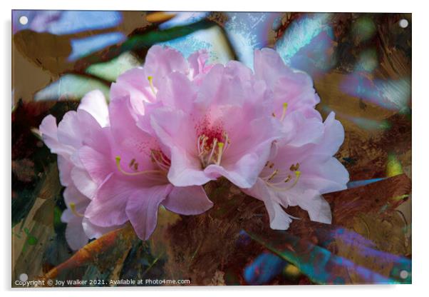 Rhododendron Yakushimanum Acrylic by Joy Walker