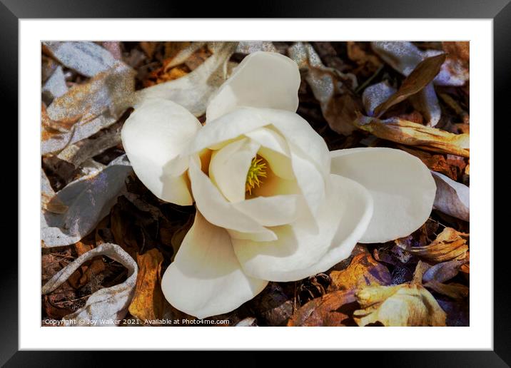 A single bloom of Magnolia Denudata  Framed Mounted Print by Joy Walker