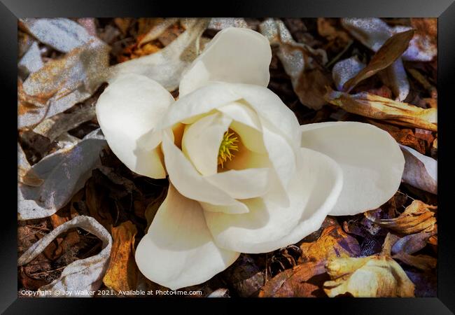 A single bloom of Magnolia Denudata  Framed Print by Joy Walker
