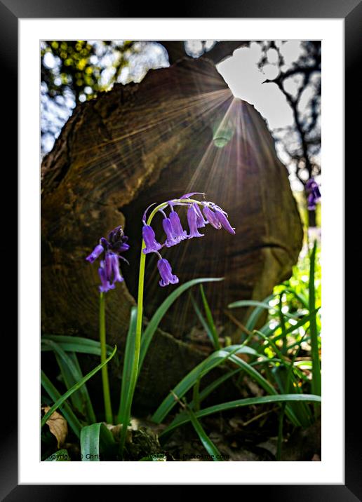 Bluebells of Middleton Woods Framed Mounted Print by Chris North