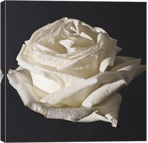 Rose, Silver Anniversary Canvas Print by Steve Purnell