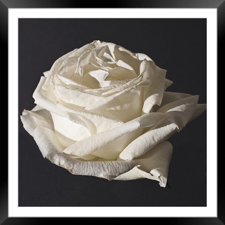 Rose, Silver Anniversary Framed Mounted Print by Steve Purnell