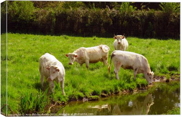 white cows in green field Canvas Print by Ann Biddlecombe