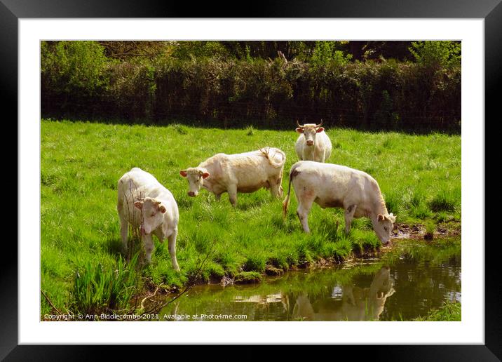 white cows in green field Framed Mounted Print by Ann Biddlecombe