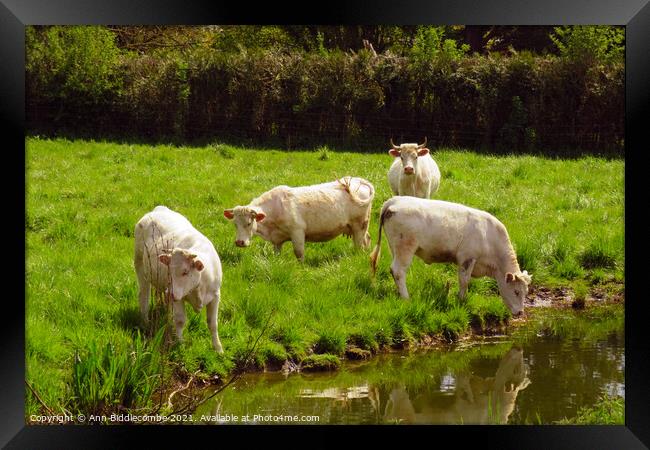 white cows in green field Framed Print by Ann Biddlecombe