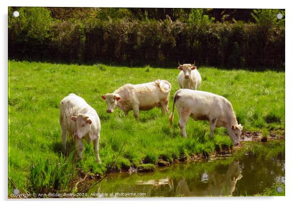 white cows in green field Acrylic by Ann Biddlecombe