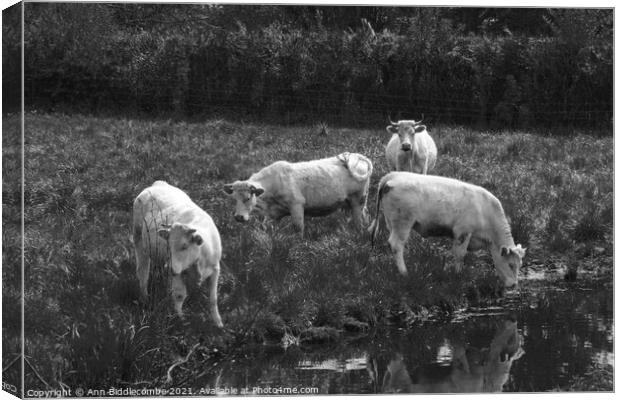 white cows in green field in monochrome Canvas Print by Ann Biddlecombe