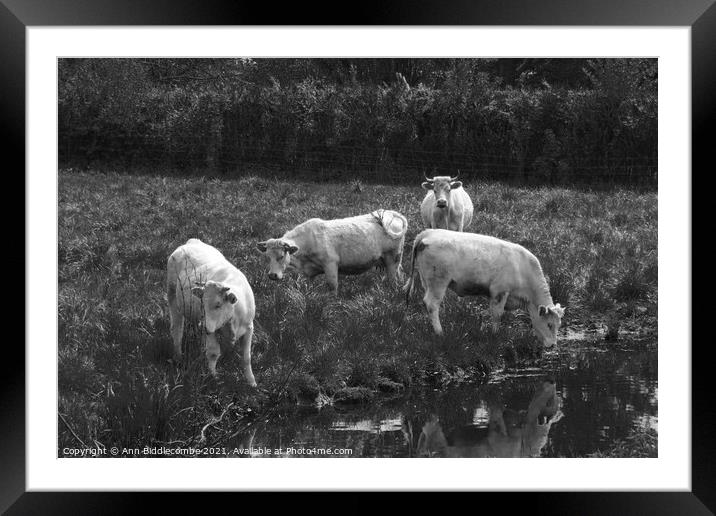 white cows in green field in monochrome Framed Mounted Print by Ann Biddlecombe