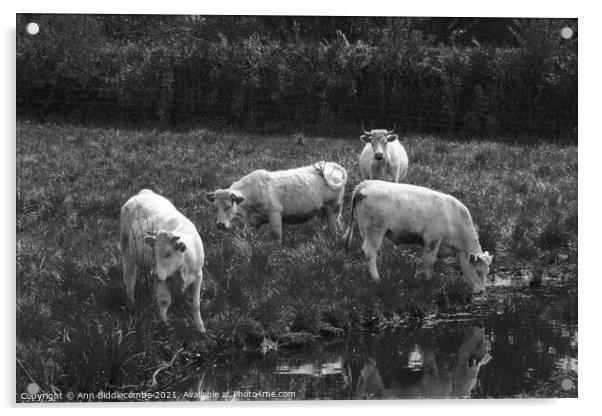 white cows in green field in monochrome Acrylic by Ann Biddlecombe