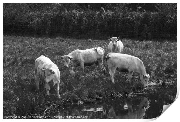 white cows in green field in monochrome Print by Ann Biddlecombe