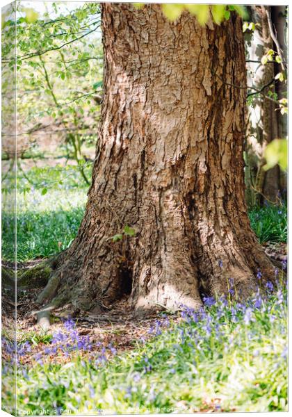 Textured tree in a bluebell wood Canvas Print by Ben Delves