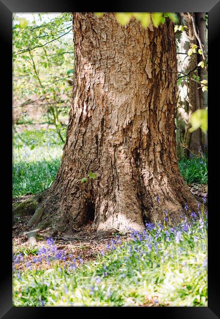 Textured tree in a bluebell wood Framed Print by Ben Delves