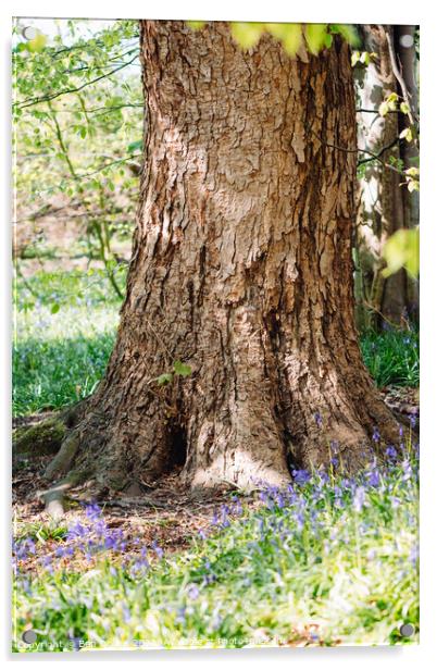 Textured tree in a bluebell wood Acrylic by Ben Delves