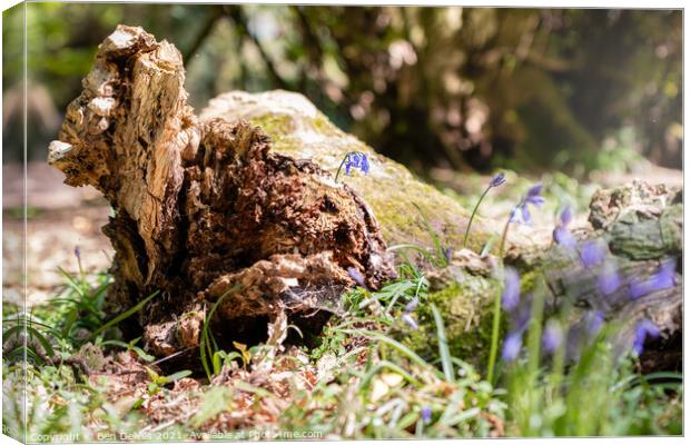 Bluebells and the log Canvas Print by Ben Delves