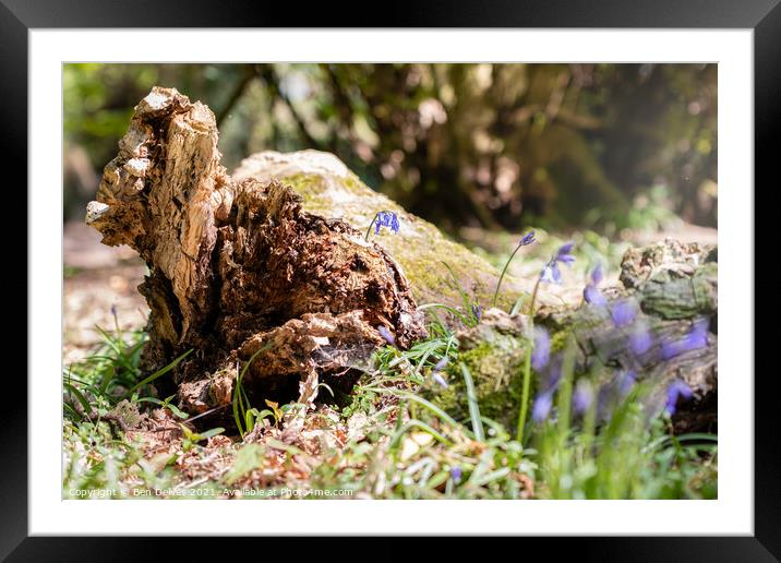 Bluebells and the log Framed Mounted Print by Ben Delves
