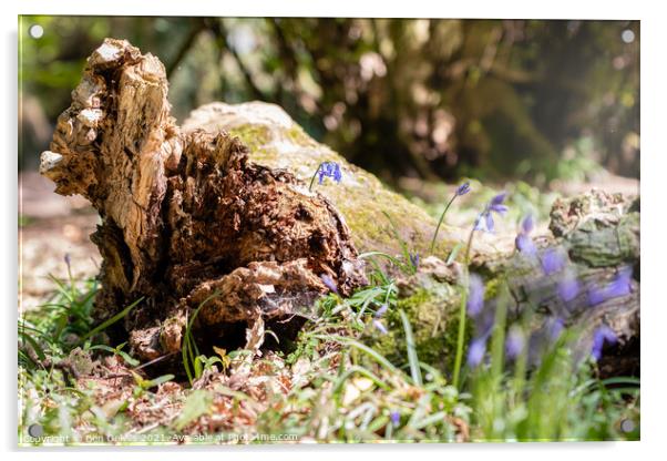 Bluebells and the log Acrylic by Ben Delves