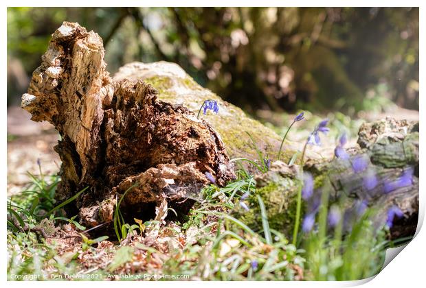 Bluebells and the log Print by Ben Delves
