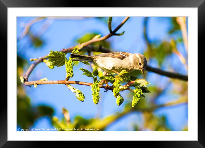 Sparrow looking for some greenfly Framed Mounted Print by Julie Tattersfield