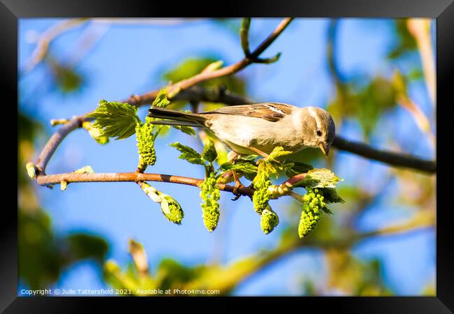 Sparrow looking for some greenfly Framed Print by Julie Tattersfield