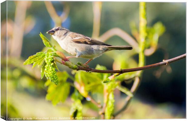 Sparrow enjoying some delicious green fly Canvas Print by Julie Tattersfield