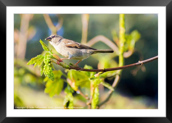 Sparrow enjoying some delicious green fly Framed Mounted Print by Julie Tattersfield