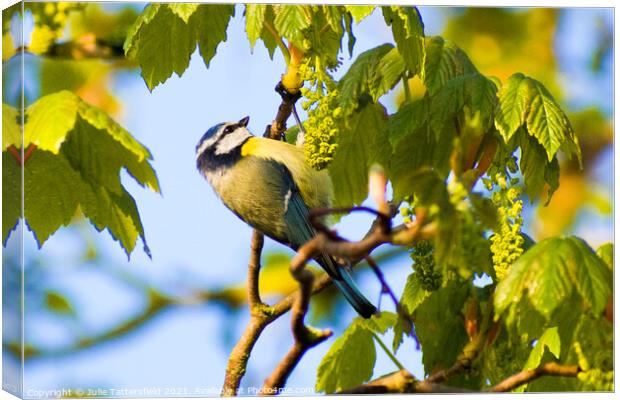 Blue Tit perched on a branch Canvas Print by Julie Tattersfield
