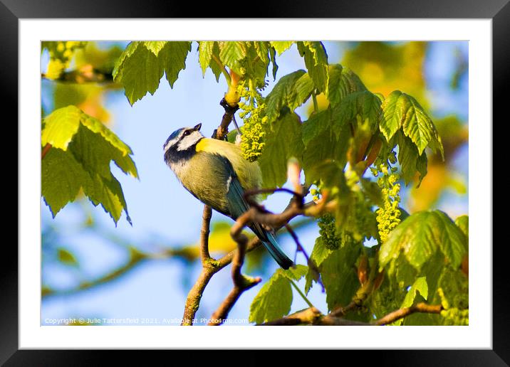Blue Tit perched on a branch Framed Mounted Print by Julie Tattersfield