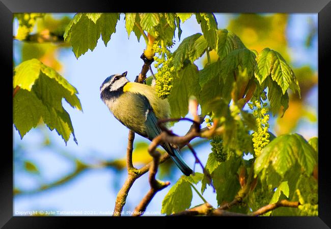 Blue Tit perched on a branch Framed Print by Julie Tattersfield