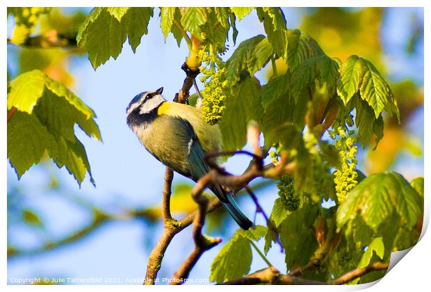 Blue Tit perched on a branch Print by Julie Tattersfield