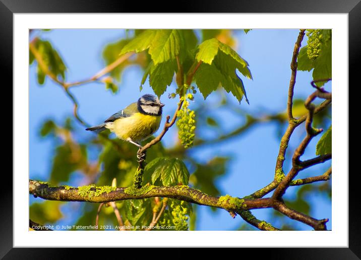 Blue Tit perched ready for its next meal  Framed Mounted Print by Julie Tattersfield
