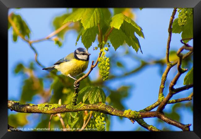Blue Tit perched ready for its next meal  Framed Print by Julie Tattersfield