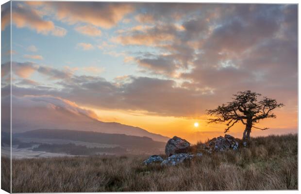 Lonely tree at Cwm Edno Canvas Print by Rory Trappe