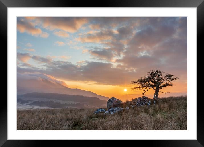 Lonely tree at Cwm Edno Framed Mounted Print by Rory Trappe