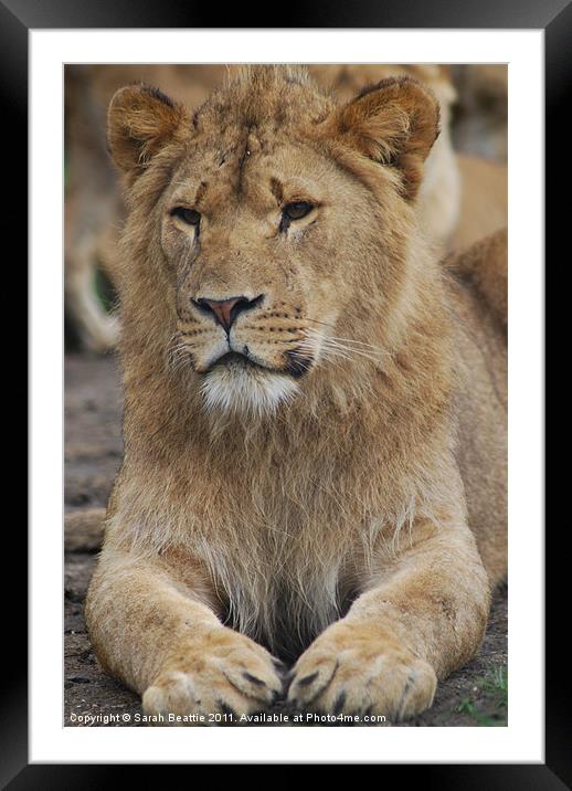 Lion Framed Mounted Print by Sarah Beattie