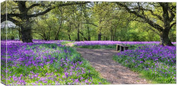  Bluebell Woods Panoramic view Canvas Print by Diana Mower