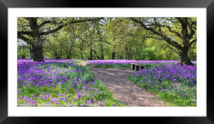  Bluebell Woods Panoramic view Framed Mounted Print by Diana Mower