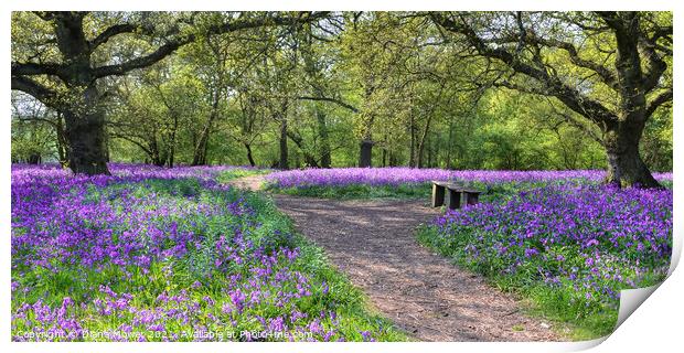  Bluebell Woods Panoramic view Print by Diana Mower