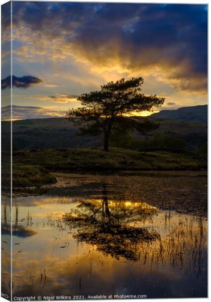 Lone Tree at Sunset Canvas Print by Nigel Wilkins