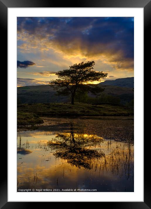 Lone Tree at Sunset Framed Mounted Print by Nigel Wilkins